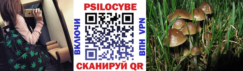 кракен ONION  цены   Аргун  Галлюциногенные грибы Psilocybine cubensis 