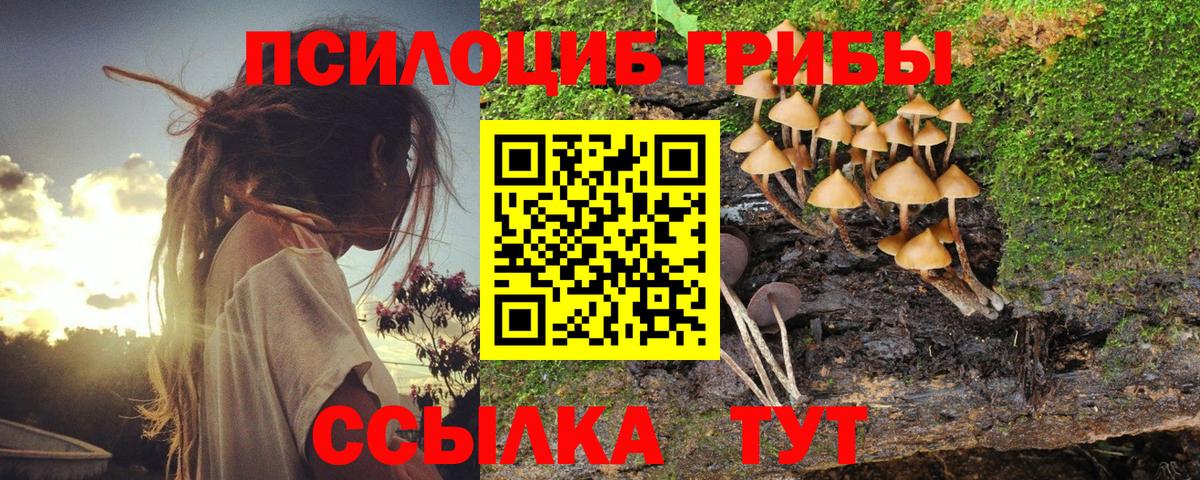 Псилоцибиновые грибы Psilocybe Аргун